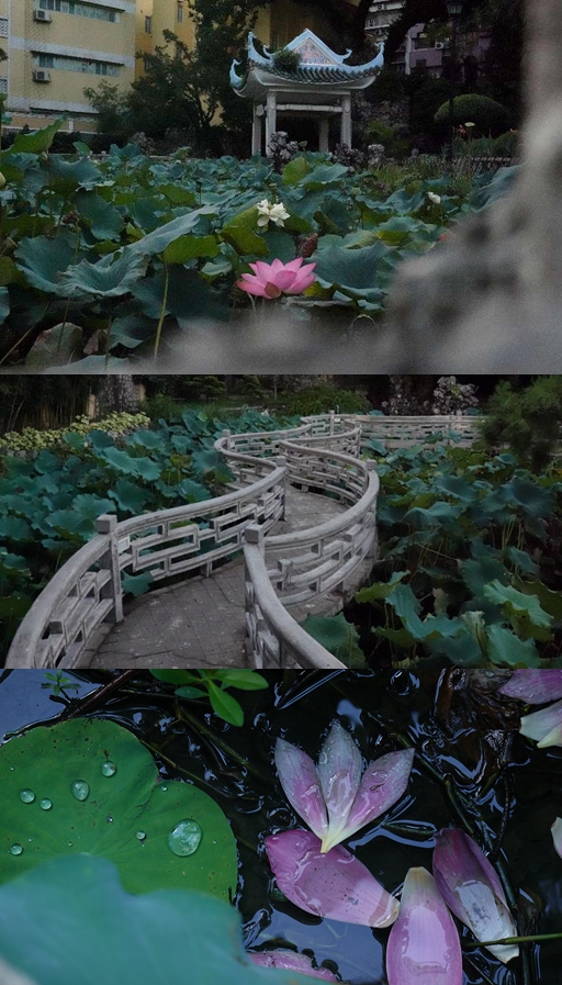 盧廉若公園。人民網(wǎng) 唐佳 攝